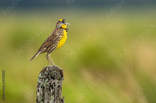 Eastern Meadowlark singing on a fence post