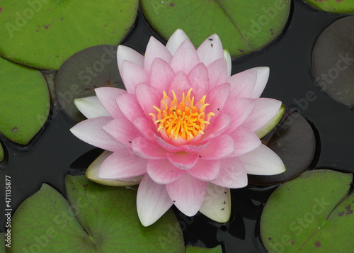 Pink nenufar or water lily
