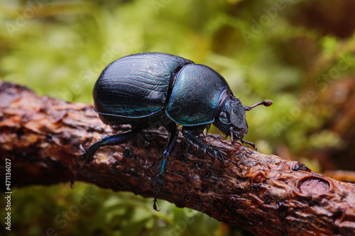 Macro shot of forest dung beetle (Anoplotrupes stercorosus) on branch