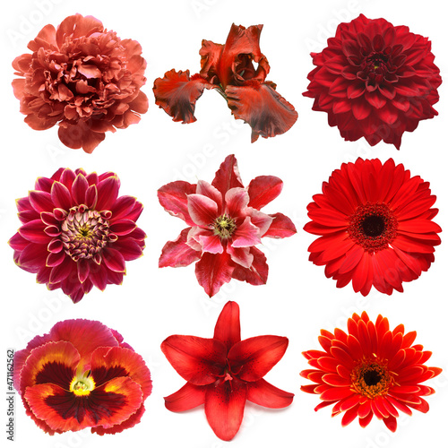 Collection red flowers head of iris, pansy, lily, peony, clematis, dahlia, daisy, lily, gerbera, chrysanthemum isolated on white background. Flat lay, top view