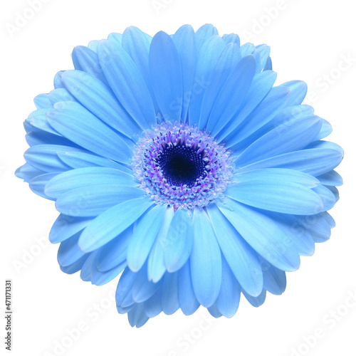 Flower blue gerbera isolated on white background. Flat lay, top view
