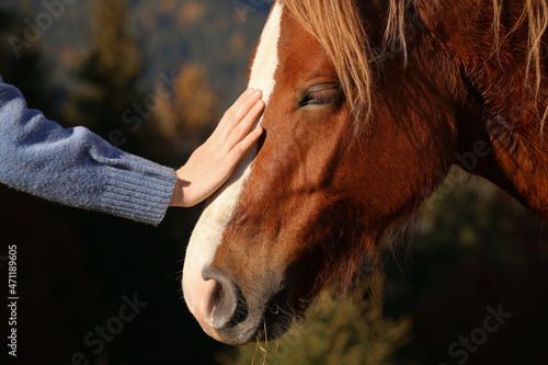 Woman petting beautiful horse outdoors on sunny day, closeup