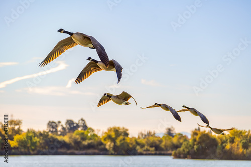 A flock of Canadian geese flying in the sky. 