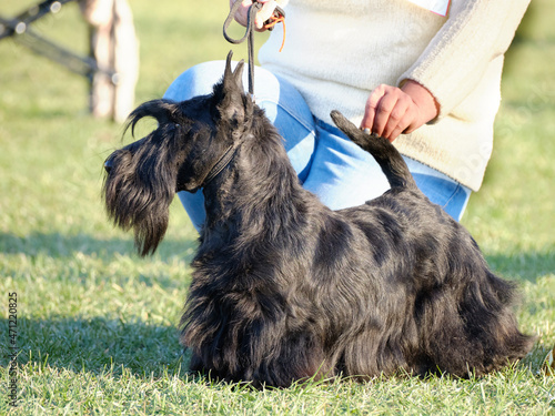 Scottish terrier posing for show while standing on green grass