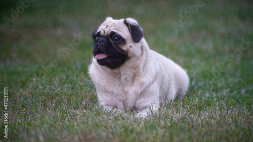 Pug laying on the grass