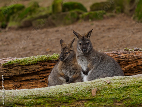 Two swamp wallaby between woods covered with moss