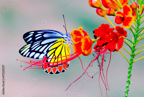  Jezebel Butterfly or (Delias eucharis) resting on the Royal Poinciana flower plant in a soft green background