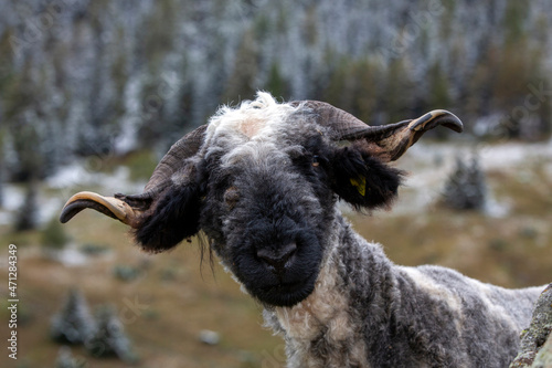 Portrait of a shaved Valais Blacknose sheep outdoors