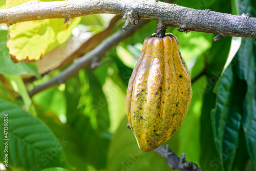ripe cacao pod hanging on the tree in cacoa plantation