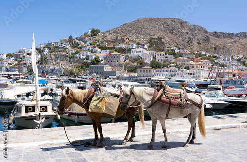 Donkeys in the Greek port of the island of Hydra