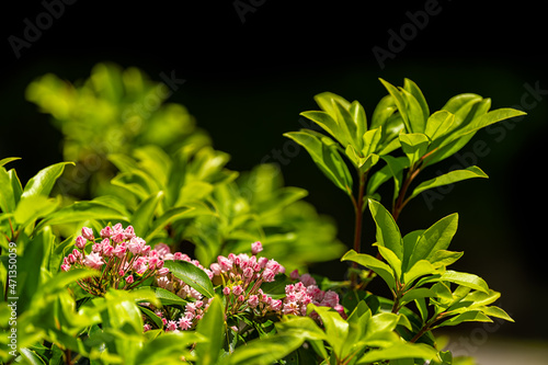 Pink mountain laurel wild flowers colorful color on bush in Blue Ridge Mountains, Virginia Sugar Mountain ski resort town isolated with black background and green leaves
