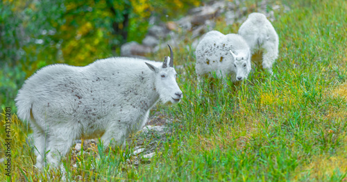 The Joy of Parenting - Mountain Goats in the Black Hills Location: Spearfish, South Dakota