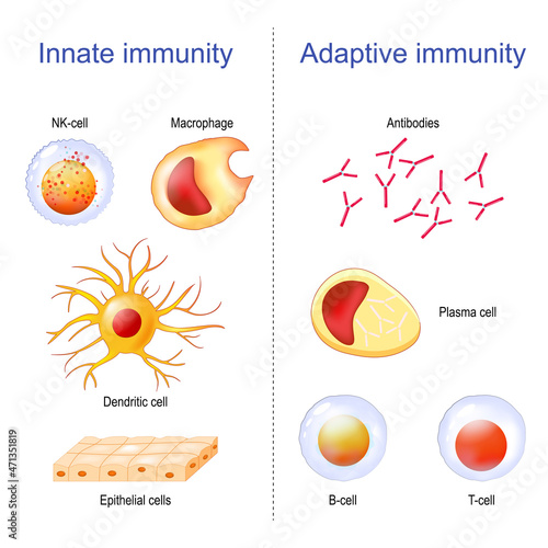 Adaptive immunity and Innate immunity. immune system
