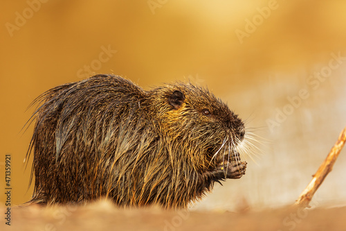 young muskrat (Ondatra zibethicus) found food, and on the shore he ate it