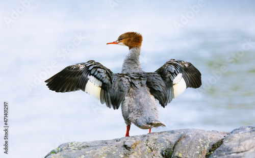 Female goosander spreading wings on a cliff. The sea in the background. Mergus merganser.