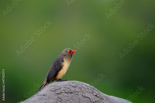 Red-billed oxpecker (Buphagus erythrorynchus).perched on a white rhinoceros, square-lipped rhinoceros or rhino (Ceratotherium simum). Mpumalanga. South Africa.