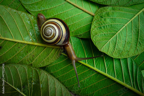 Close-up Of Snail On Leaves