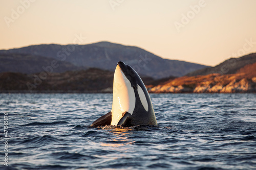 Orcas outside Tromsø, Norway. Photo: Marius Fiskum