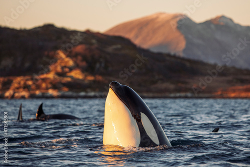 Orcas outside Tromsø, Norway. Photo: Marius Fiskum