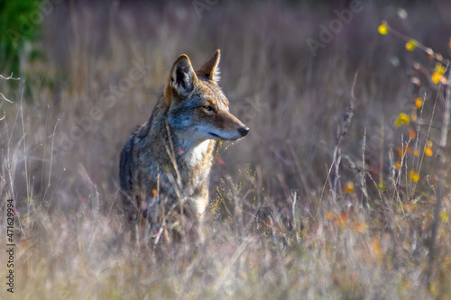 coyote (Canis latrans) standing in tall prairie grass