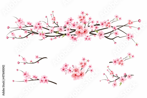 Cherry blossom branch with sakura flower. Watercolor cherry blossom vector. Watercolor cherry bud. Pink sakura flower background. Sakura on white background. Cherry blossom flower blooming vector.