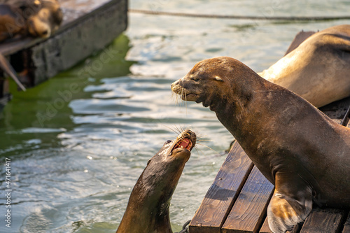 Two sea lions playing and fighting. 