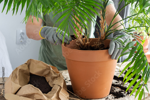 The process of transplanting an adult houseplant Chamaedorea into a larger clay pot, a woman transplants a flower, gardening as a hobby