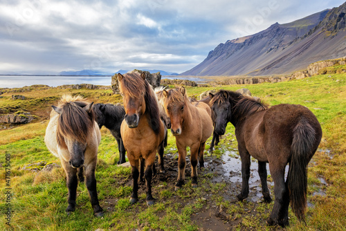 A group of Icelandic horses in a rural setting with sea and mountain background.