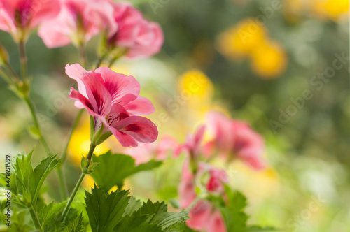 geranium flowers with blurred background in vertical format