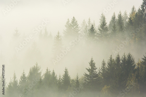 Forest in the morning mist on mountain. Autumn scene