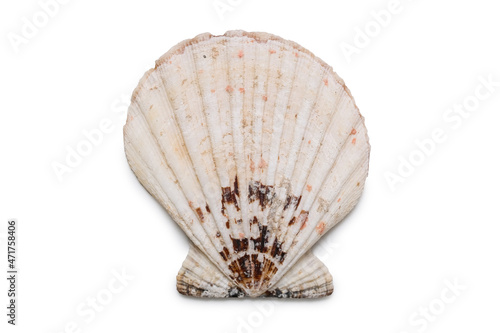 Beautiful sea shell