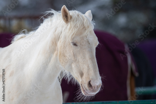 A portrait of a pure white horse head with pointy ears, a muscular body, pink skin, white hair, long white hair mane, and blue eyes. The domestic animal is in a coral with a green metal fence. 