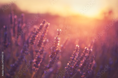 Lavender flowers at sunset in Provence, France. Macro image. Beautiful summer nature background