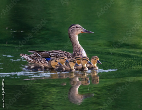 Duck mom with ducklings swims on the lake