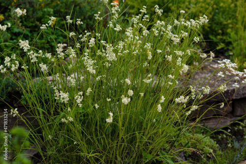  Luzula nivea, commonly known as snow-white wood-rush, snowy wood-rush and lesser wood-rush