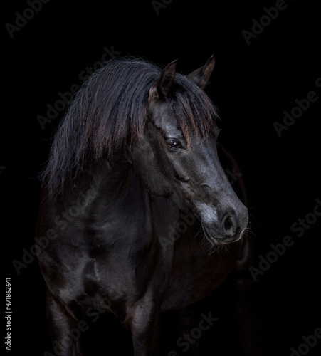 Portrait of black elegance horse isolated on black background. Arabian horse head closeup looking forward on dark background.