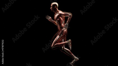 3d illustration of muscular system of running man, muscle and bone Anatomy while run, human physical and sport, joggers, running man, medically accurate, fitness, 3d render