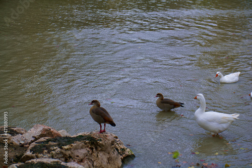 ptaki zwierzęta woda park staw natura