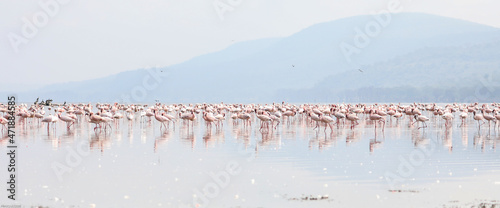 flamingo colony at lake nakuru