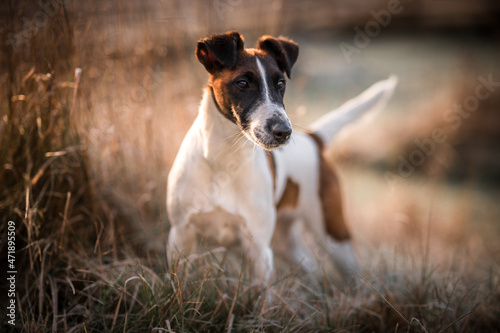 small dog, brown and white fox terrier