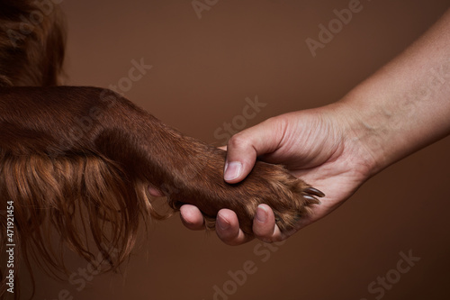 Close up of human and dog holding hands against brown background in studio