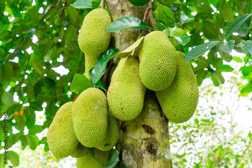 Jackfruit or Pohon Nangka is the name of a kind of tree, as well as fruit.Jackfruit trees belong to the Moraceae tribe, the scientific name is Artocarpus heterophyllus. selective focus. defocus