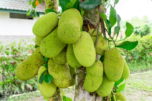 Jackfruit or Pohon Nangka is the name of a kind of tree, as well as fruit.Jackfruit trees belong to the Moraceae tribe, the scientific name is Artocarpus heterophyllus. selective focus. defocus