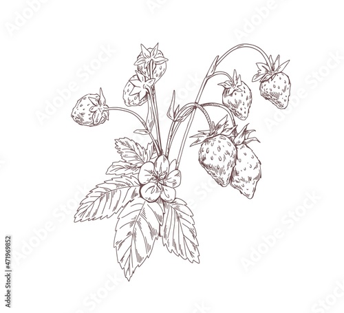 Outlined wild strawberry branch. Vintage botanical drawing of forest plant with growing berries and flowers. Sketch in retro style. Hand-drawn vector illustration isolated on white background