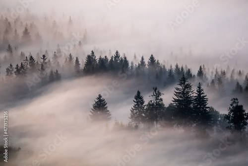 fog in the mountains