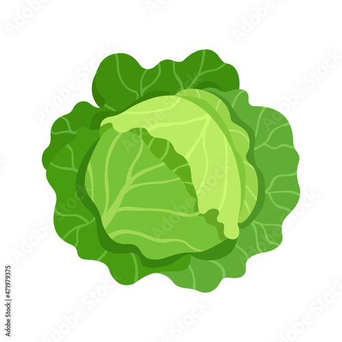 Head of cabbage. Vector illustration flat isolated
