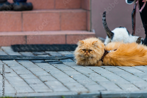 rudy pers kot piękny biały kotek kocur spacer