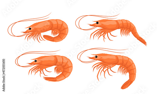 Vector shrimp cartoons collection. Seafood icons