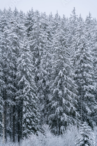 Wintereinbruch, verschneiter Wald, Schnee, Winter wonderland