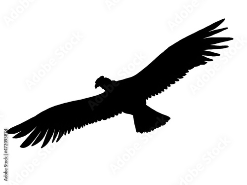 Silhouette of condor flying on white 